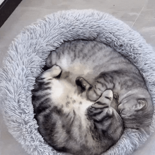 Cama Nuvem Premium para Gatos