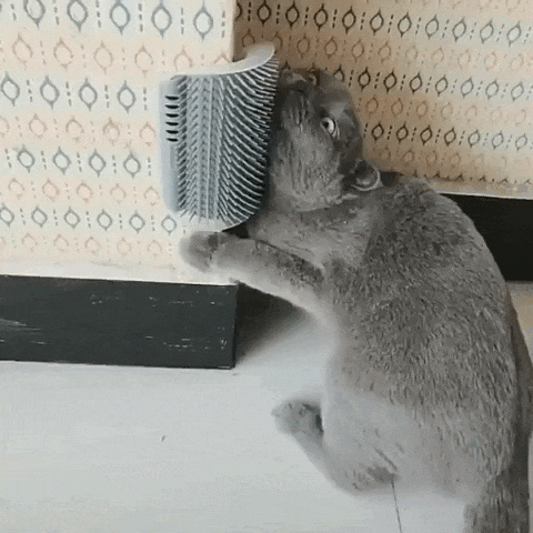 Massageador de Parede para Gatos