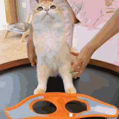 Peitoral Ajustável com Guia para Gatos