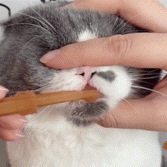 kit de Escovação de dente de Silicone para Gatos