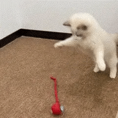 Brinquedo Bola de Caça Elétronica para Gatos